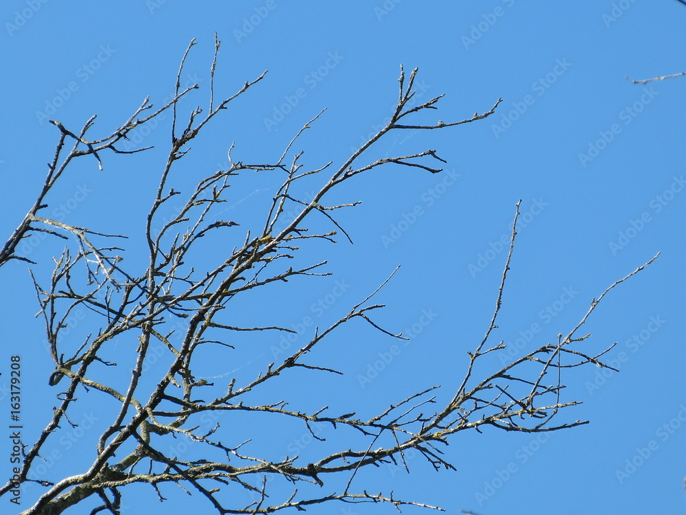 Silhouette ast blank blattlos äste himmel