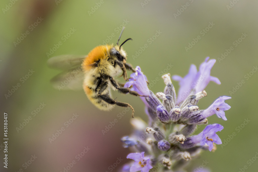 Abeilles et bourdons du Grésivaudan - Isère. Abeilles et bourdons du Grésivaudan - Isère.