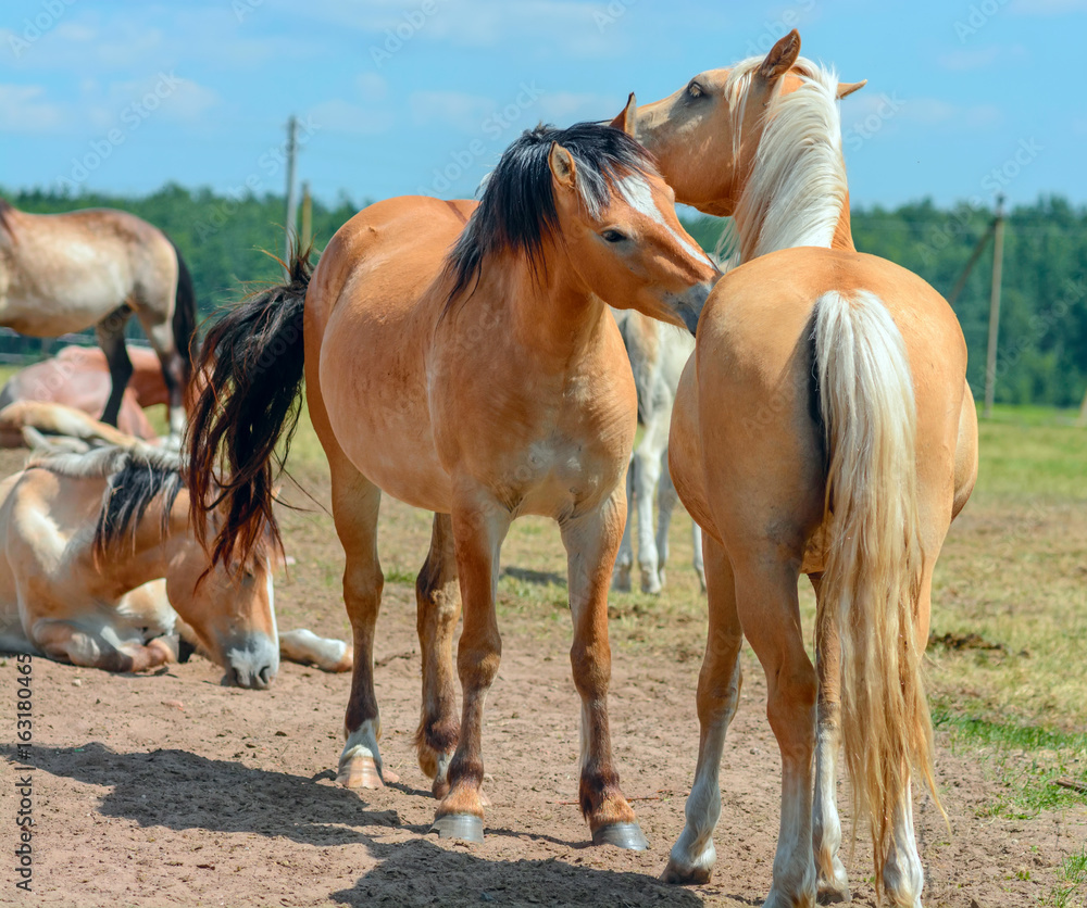Obraz premium Two lovers of horses