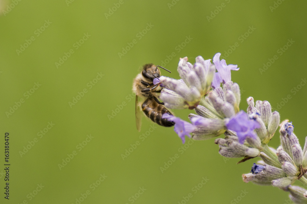 Abeilles et bourdons du Grésivaudan - Isère. Abeilles et bourdons du Grésivaudan - Isère.