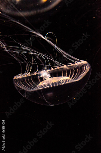 Crystal jellyfish Aequorea victoria is a bioluminescent hydrozoan jellyfish photo