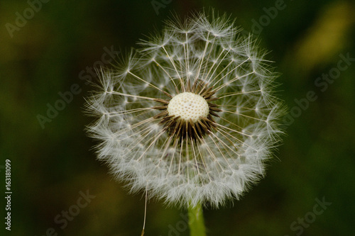 Fototapeta Naklejka Na Ścianę i Meble -  Löwenzahn