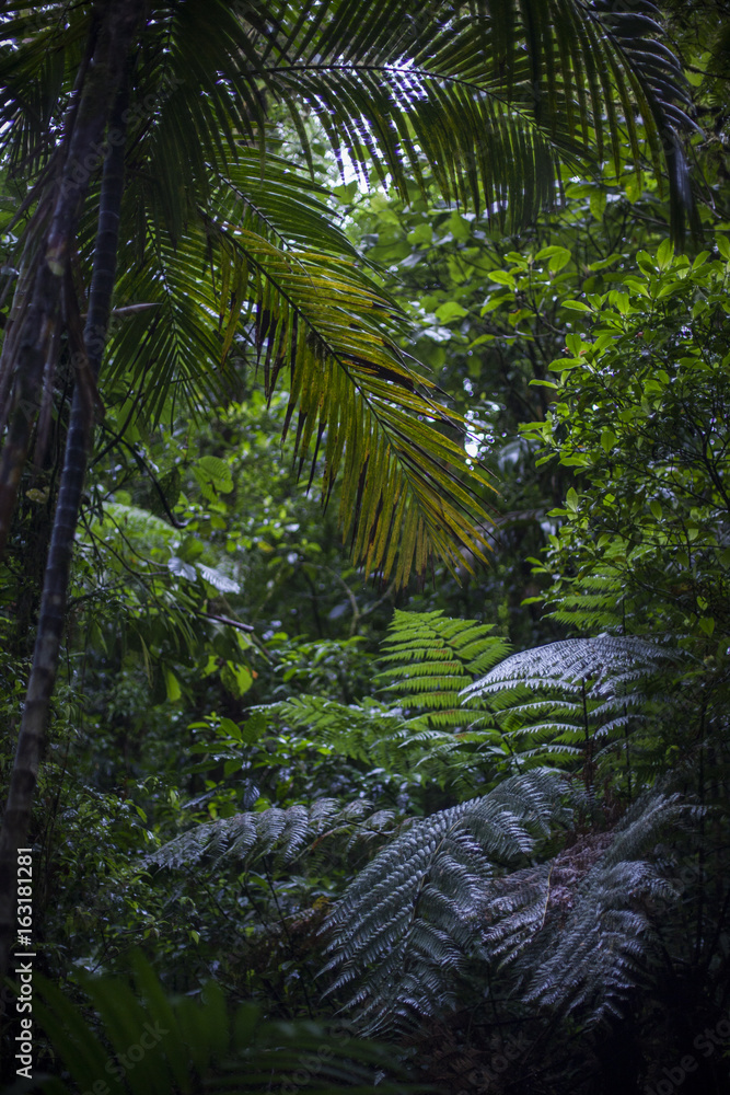 Naklejka premium RAINFOREST