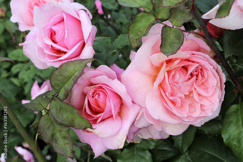 Beautiful roses in the garden after the rain. Blossoms a living natural plant. Beautiful roses in the garden after the rain. Blossoms a living natural plant.