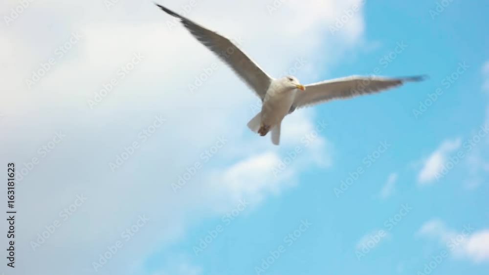 Seagull flying, slow motion. Bird on blue sky background. Spread your wings. Seagull flying, slow motion. Bird on blue sky background. Spread your wings.