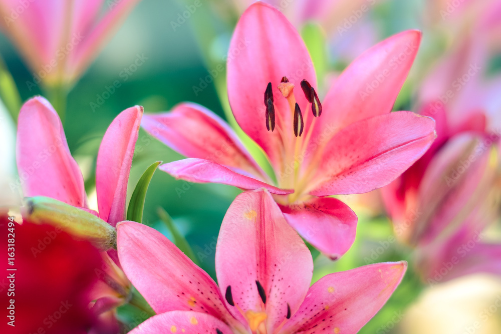 Bright beautiful summer flowers