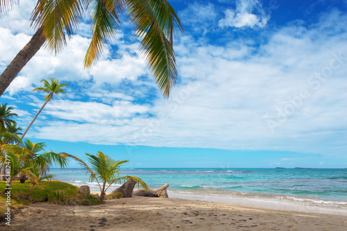 Perfect Caribbean beach. Palm tree above the sandy beach. Vacation concept.