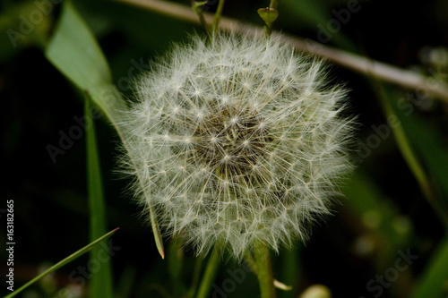 Fototapeta Naklejka Na Ścianę i Meble -  Löwenzahn