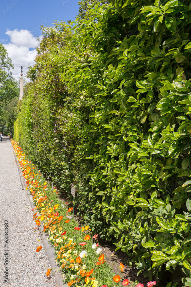 Naklejka premium Mur végétalisé et bordure de fleurs