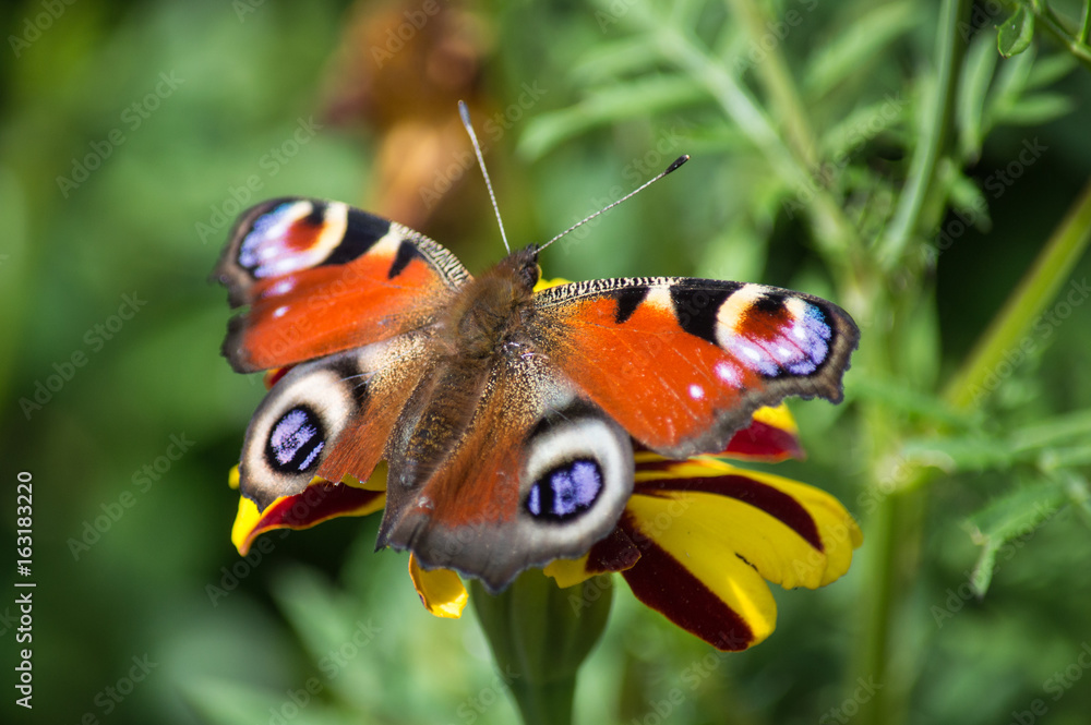 Peacock butterfly on a red and yellow flower Peacock butterfly on a red and yellow flower