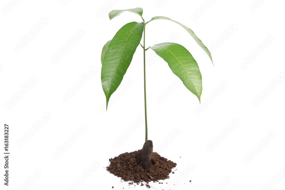 Mango seedling with seed and fresh leaves isolated on white Mango seedling with seed and fresh leaves isolated on white