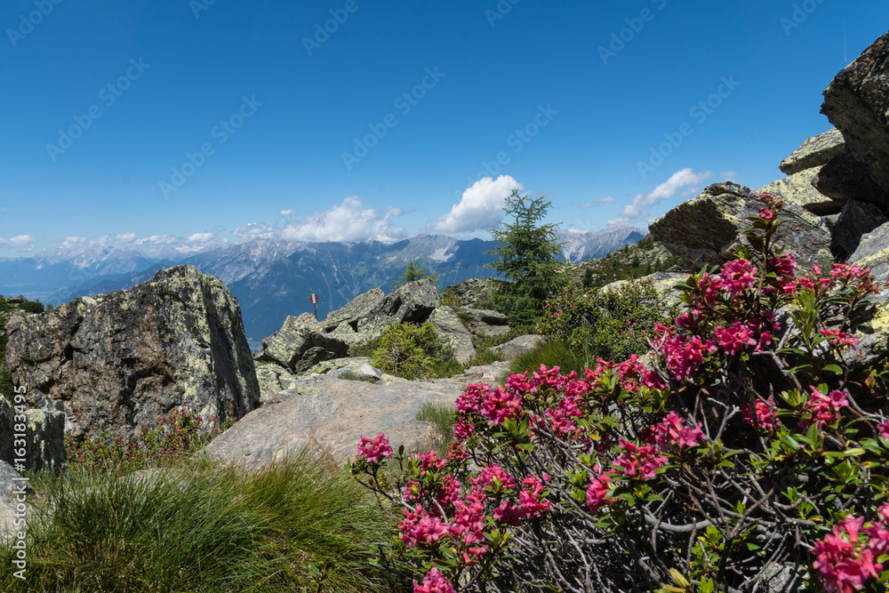 Alpenrosen in den Tiroler Bergen