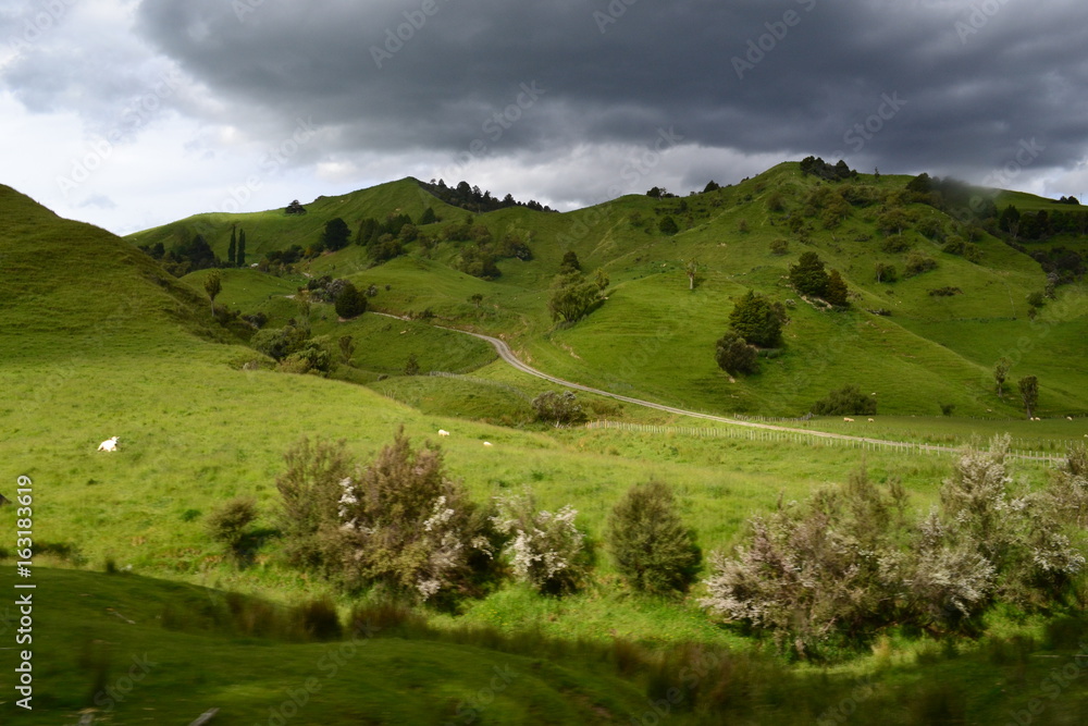 Fototapeta premium valley in New Zealand