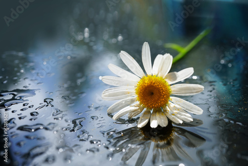 A daisy flower close-up on a mirror surface with water droplets on a dark background.