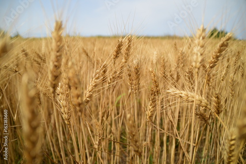 oat crop on an agricultural field