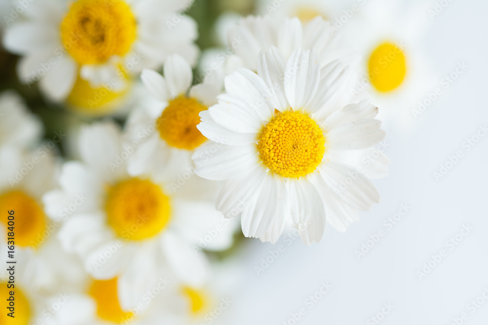 Fototapeta premium Chamomile or daisy flowers on white background. 