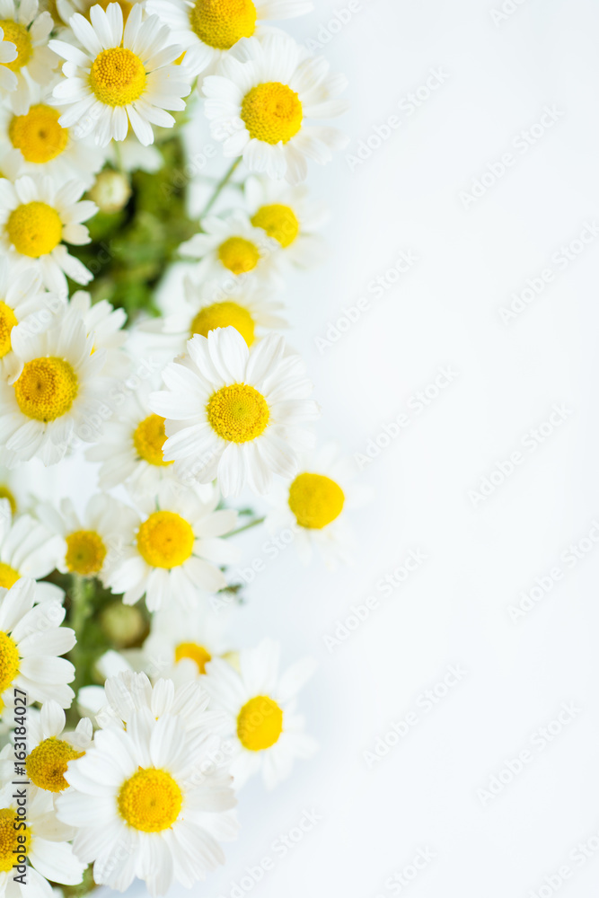 Fototapeta premium Chamomile or daisy flowers on white background. 