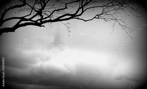 Single tree branch without leaves, black and white image, frame, postcard, spring, nature, background © alex2016