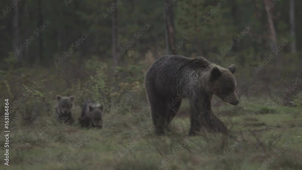 wild european brown bear wild european brown bear