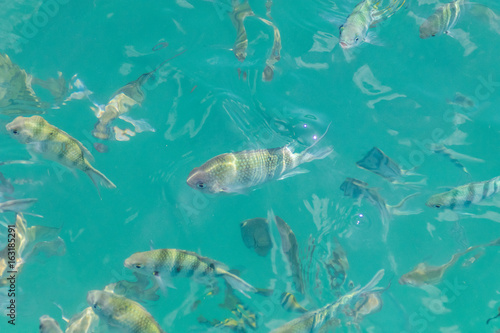 Fische in der Andamanensee