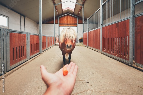 Miniature horse in the stable photo