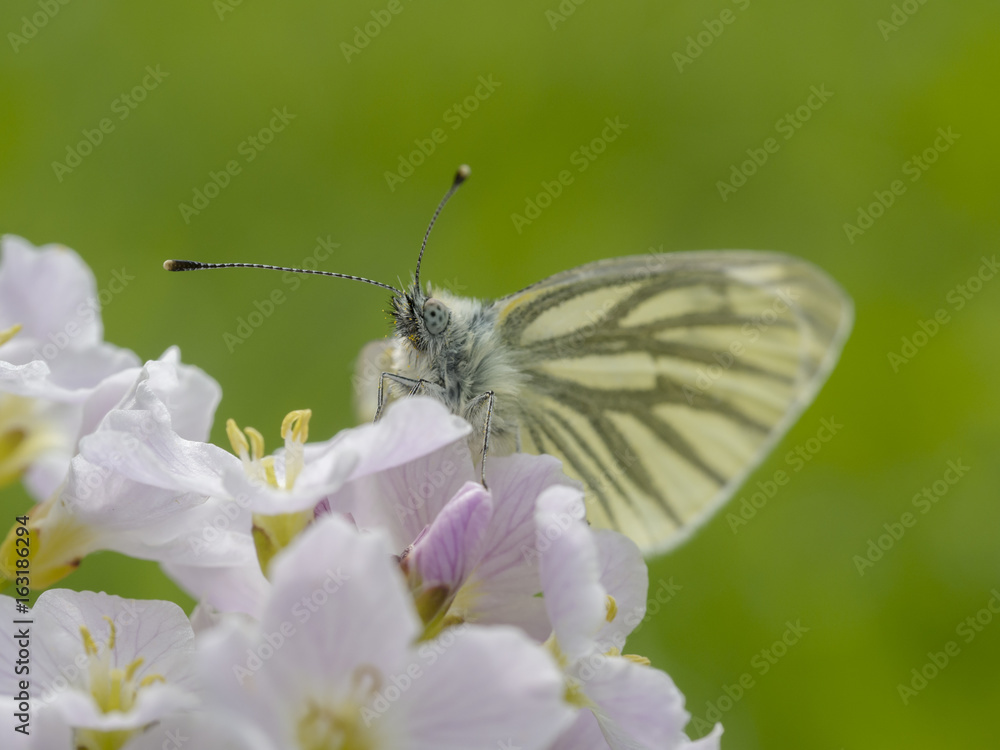 Auf einer Wiese sitzt ein Schmetterling (Rapsweißling) auf einer Blüte. Auf einer Wiese sitzt ein Schmetterling (Rapsweißling) auf einer Blüte.