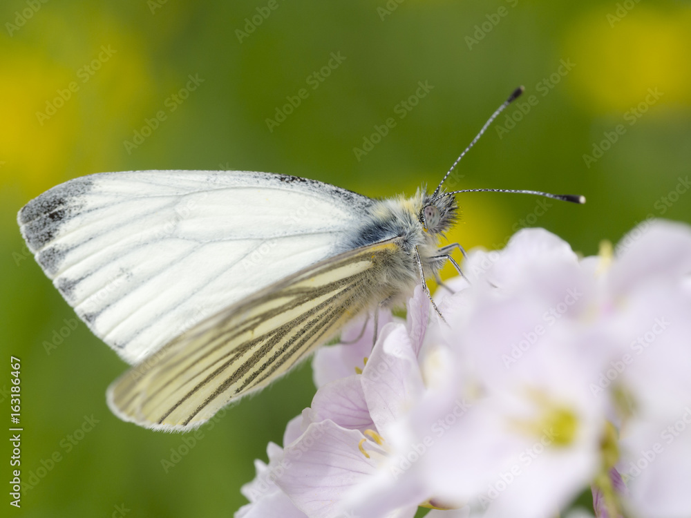 Naklejka premium Auf einer Wiese sitzt ein Schmetterling (Rapsweißling) auf einer Blüte.