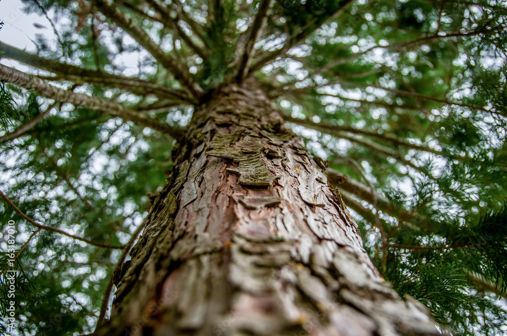 Pine tree viewed from the bottom Pine tree viewed from the bottom