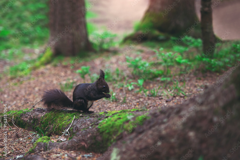 Dark brown squirrel Dark brown squirrel