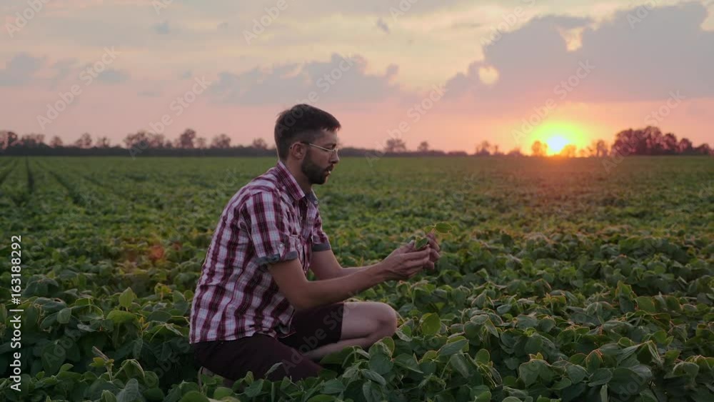 Farmer checking the field soy, examines leaves, a background of greenery. Concept ecology, bio product, inspection, water, natural products, professional