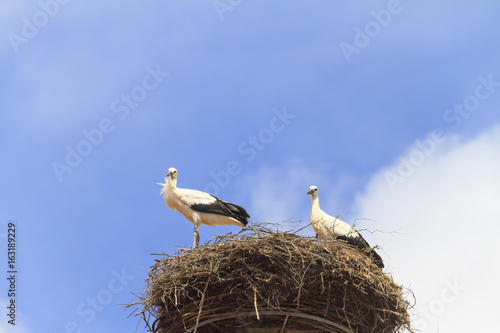 Störche im Nest