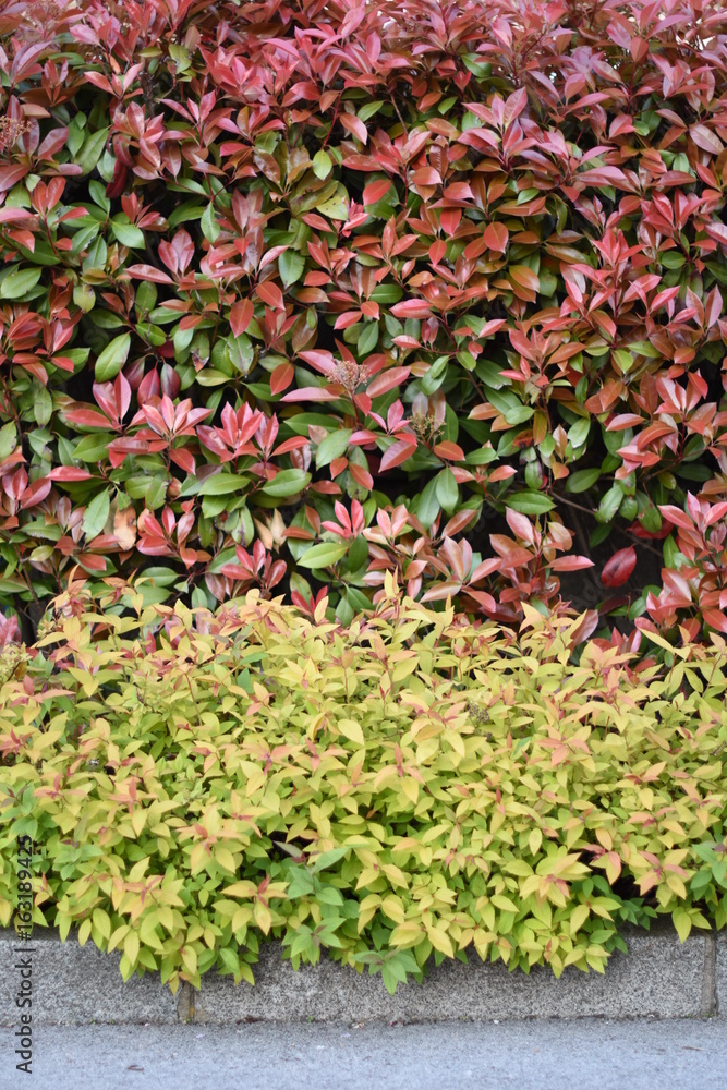 Background texture of plant with colorful leaves Background texture of plant with colorful leaves