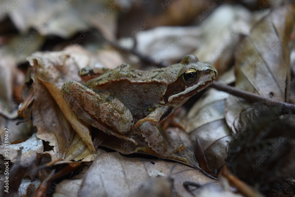 Naklejka premium Laubfrosch