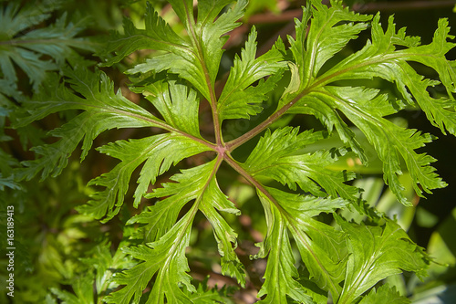 Green leaves