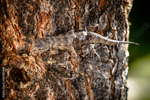 Lizard shedding skin