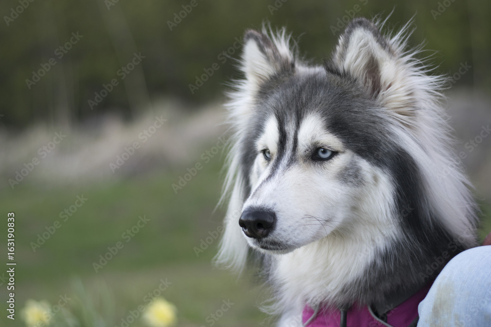 Siberian husky Siberian husky