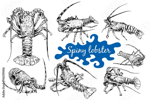 Spiny lobster in sketch style