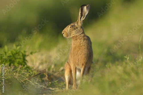 Hare Lepus europaeus - wild animal, natural green background, closeup
