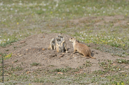 Prairie Dog Family Gathering © wildnerdpix