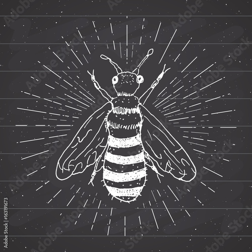 Vintage label, Hand drawn bee, grunge textured badge, retro logo template, typography design vector illustration on chalkboard
