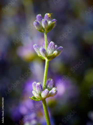 Macro of lavender flowers