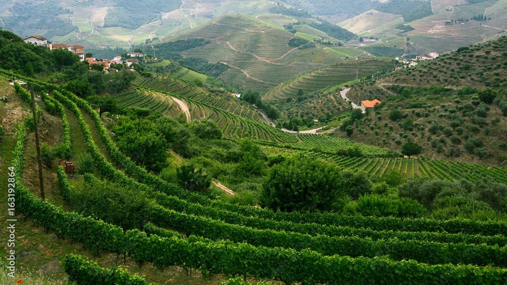 Vineyards are on a hills, view of Douro Valley, Portugal.