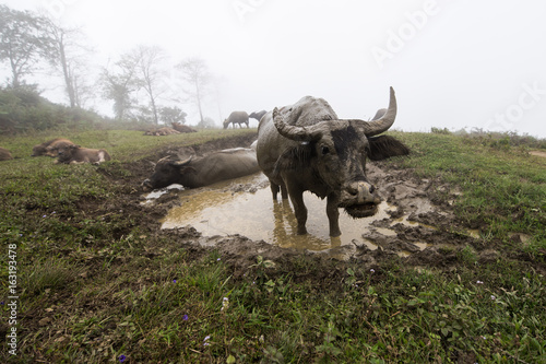 Big buffalo in water © marek