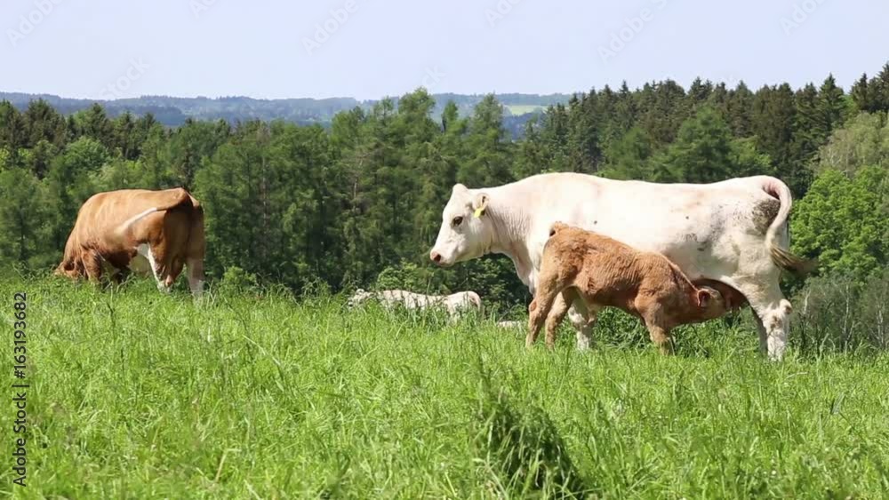Cows and calves grazing on a spring meadow in sunny day
Cows and calves grazing on a spring meadow in sunny day