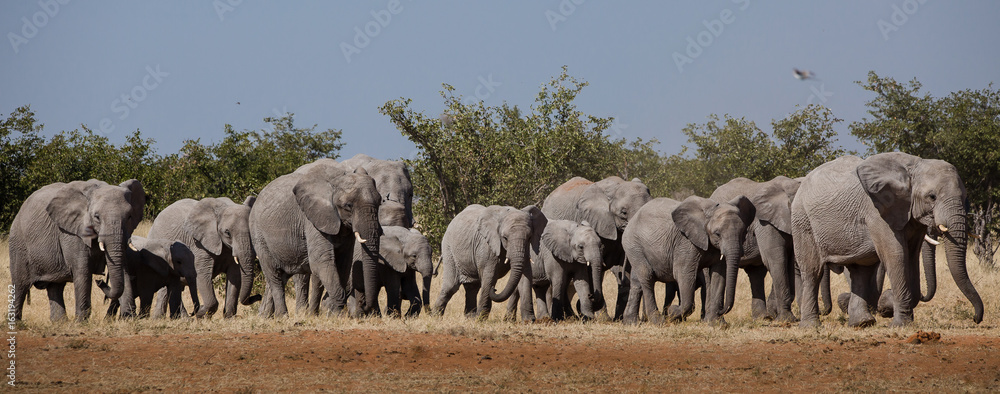 Elephant herd moving