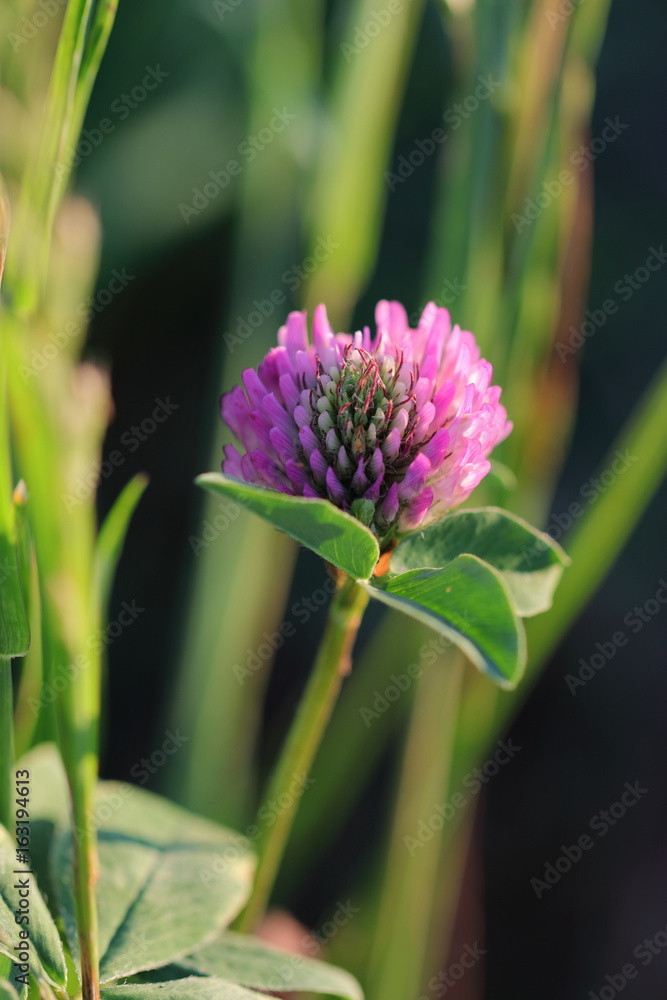 Kleeblüte / clover blossom StockFoto Adobe Stock