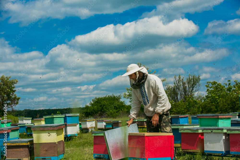 Beekeeper is working with bees and beehives on the apiary. Beekeeper on apiary. Beekeeper is working with bees and beehives on the apiary. Beekeeper on apiary.
