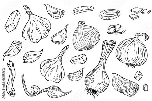 Onion and garlic hand drawn illustration set