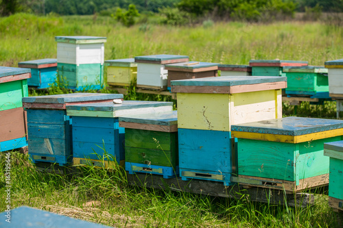 Honeybees flying in and out of their hive. Hives in the apiary. bees ready for honey. © Vadim