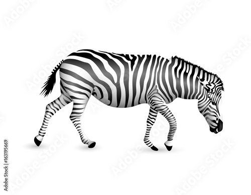 Zebra walking and bend down.  Wild animal texture. Striped black and white. Illustration isolated on white background.